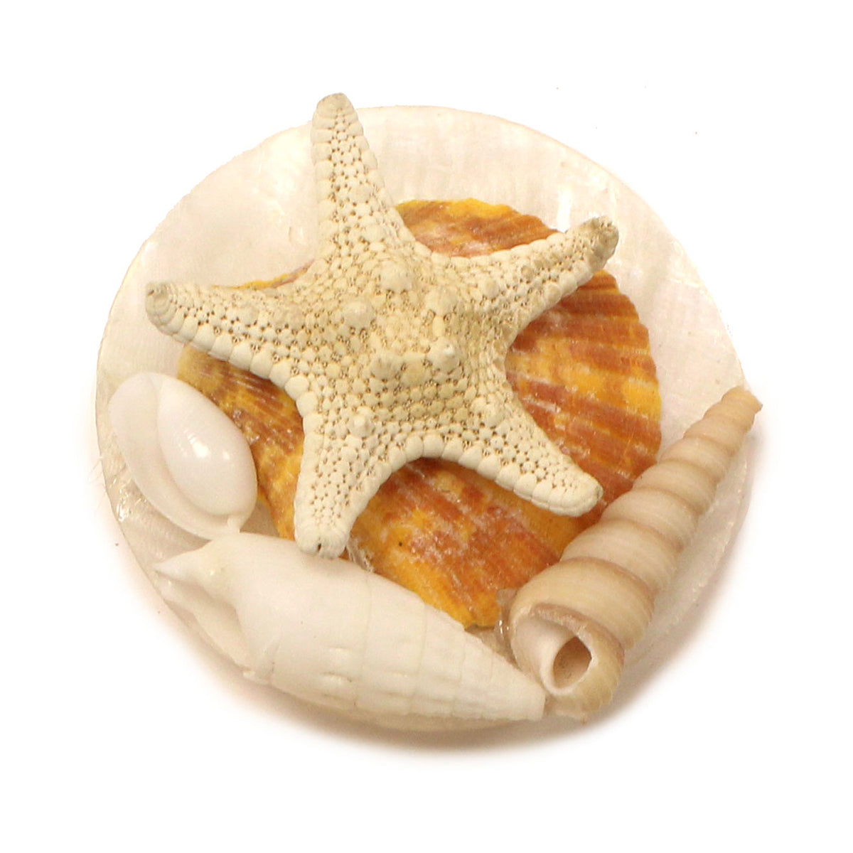 2 in. Capiz with Shells Magnet – C&F Enterprises, Inc.